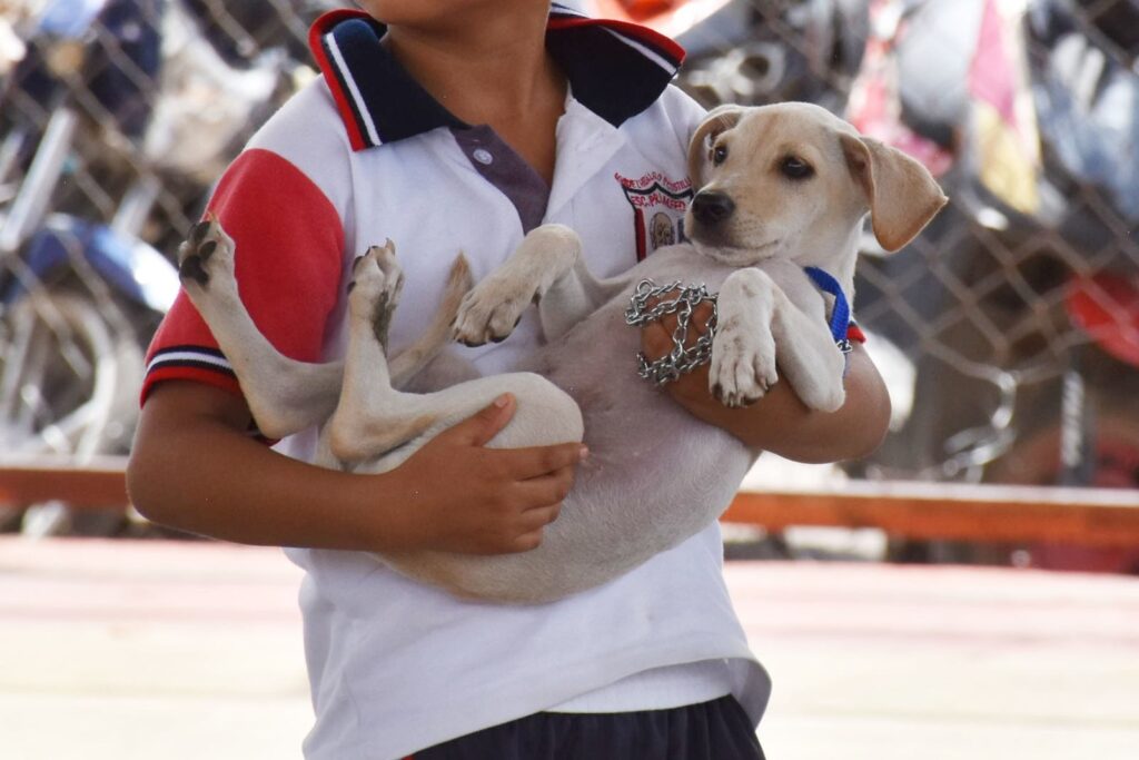 Inicia en Hoctún la Jornada de Esterilización y Vacunación Antirrábica