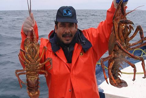 El impacto social puede alcanzar hasta tres mil 500 personas trabajadoras relacionadas indirectamente con la captura de langosta en Yucatán.