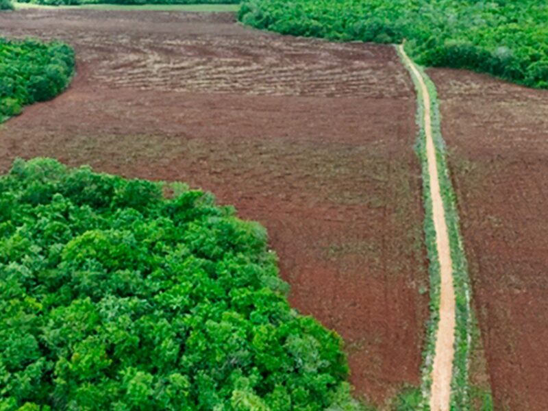 Profepa clausura predio en Tekax por desmontar ilegalmente 39.6 ha de selva para actividades agrícolas sin autorización.