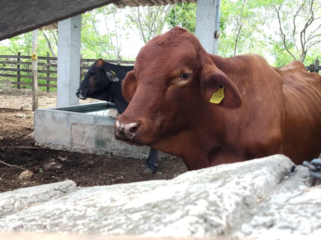 Detectan 20 nuevos casos de gusano barrenador en Yucatán; suman 46 en total. Autoridades llaman a reforzar vigilancia en animales.