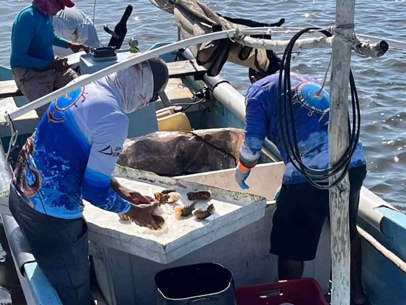 Algas y condiciones climáticas afectan la captura de langosta en Yucatán, señala Canainpesca; esperan recuperación en próximas semanas.