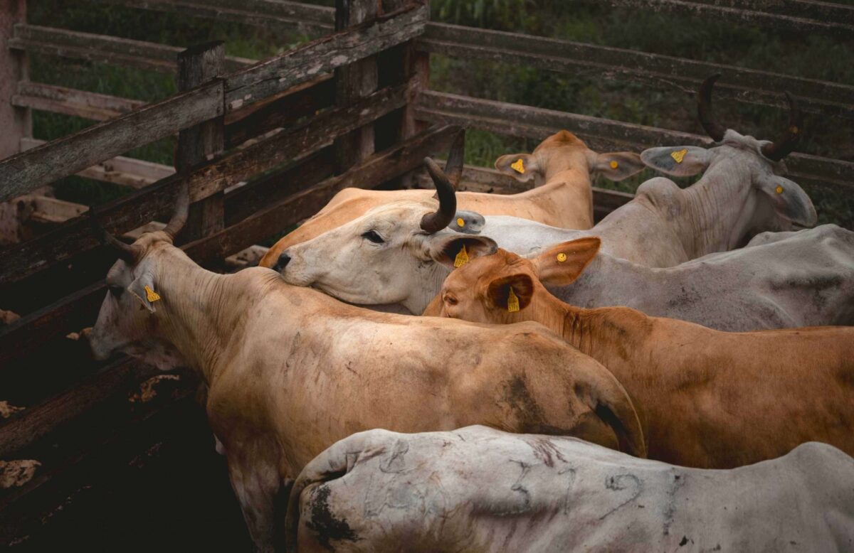 Yucatán refuerza control del murciélago hematófago para proteger al ganado