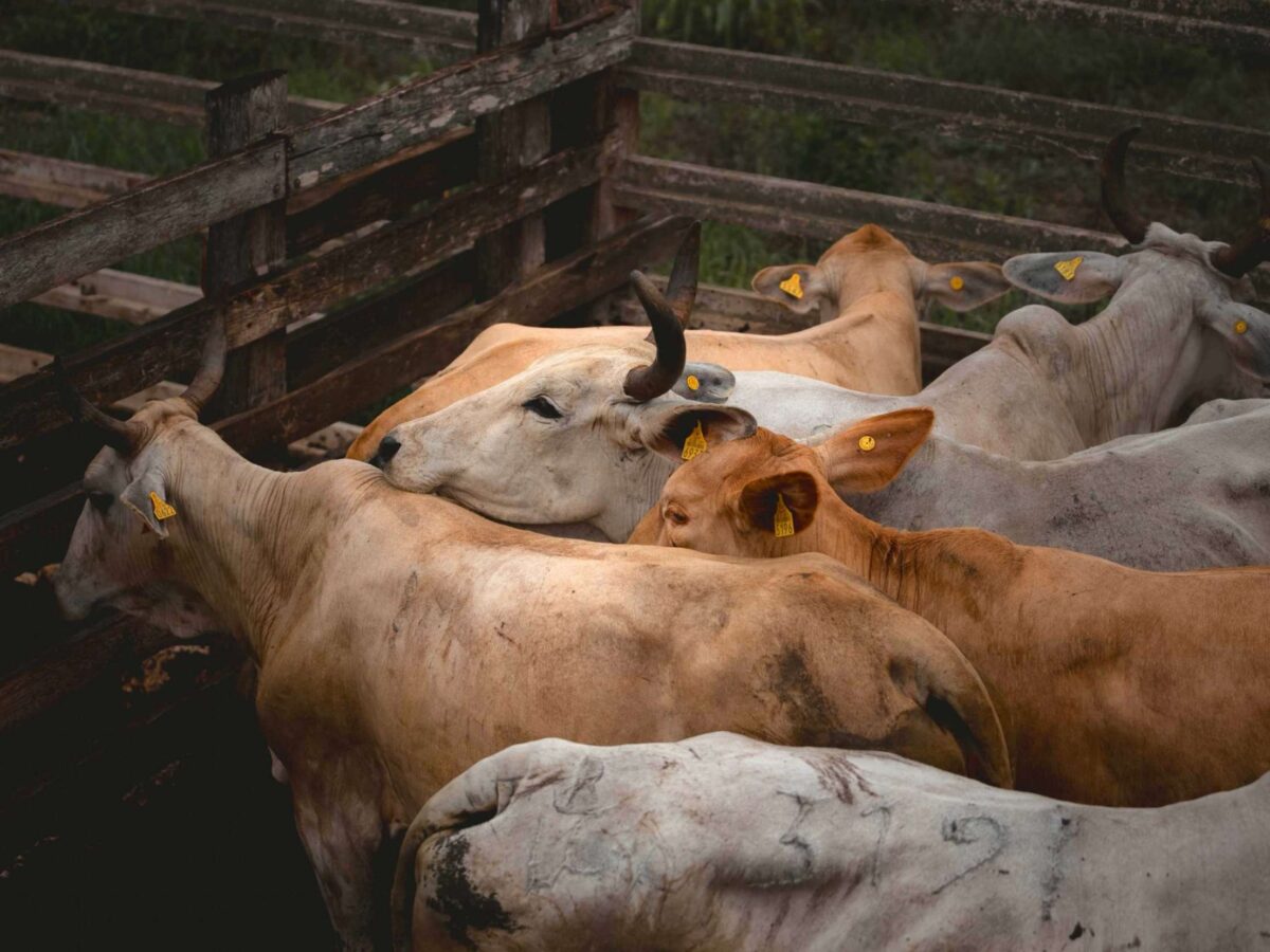 Yucatán refuerza control del murciélago hematófago para proteger al ganado