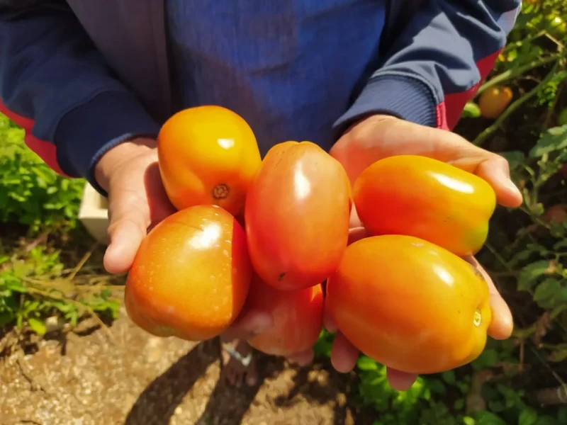 Organizaciones agrícolas afirman que ningún país puede reemplazar el tomate mexicano, pese al nuevo arancel de 17.09% impuesto por EU