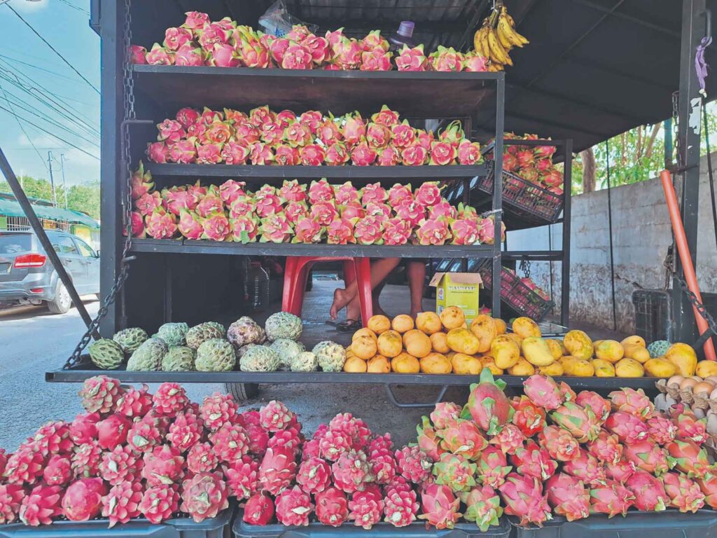 La pitahaya conquista el verano yucateco