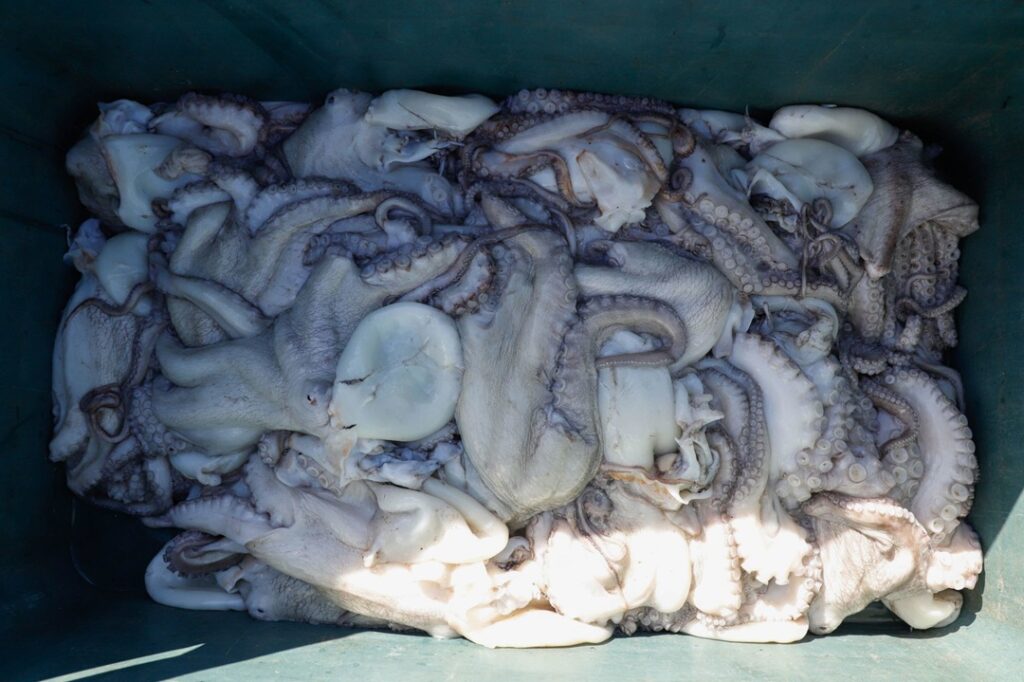 Pescadores prevén capturar 24 mil toneladas de pulpo esta temporada