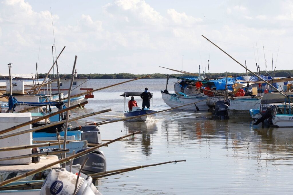 Pescadores prevén capturar 24 mil toneladas de pulpo esta temporada