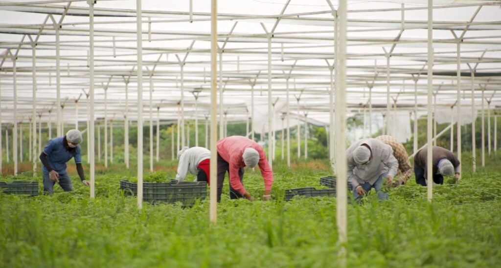México y Canadá fortalecen comercio agroalimentario con nuevos protocolos sanitarios