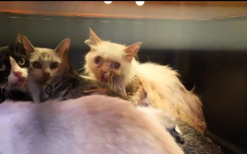 CDMX: rescatan de predio a 65 gatitos en malas condiciones