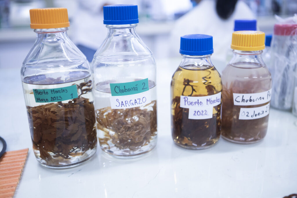 Yucatán impulsa 15 investigaciones activas para aprovechar el sargazo