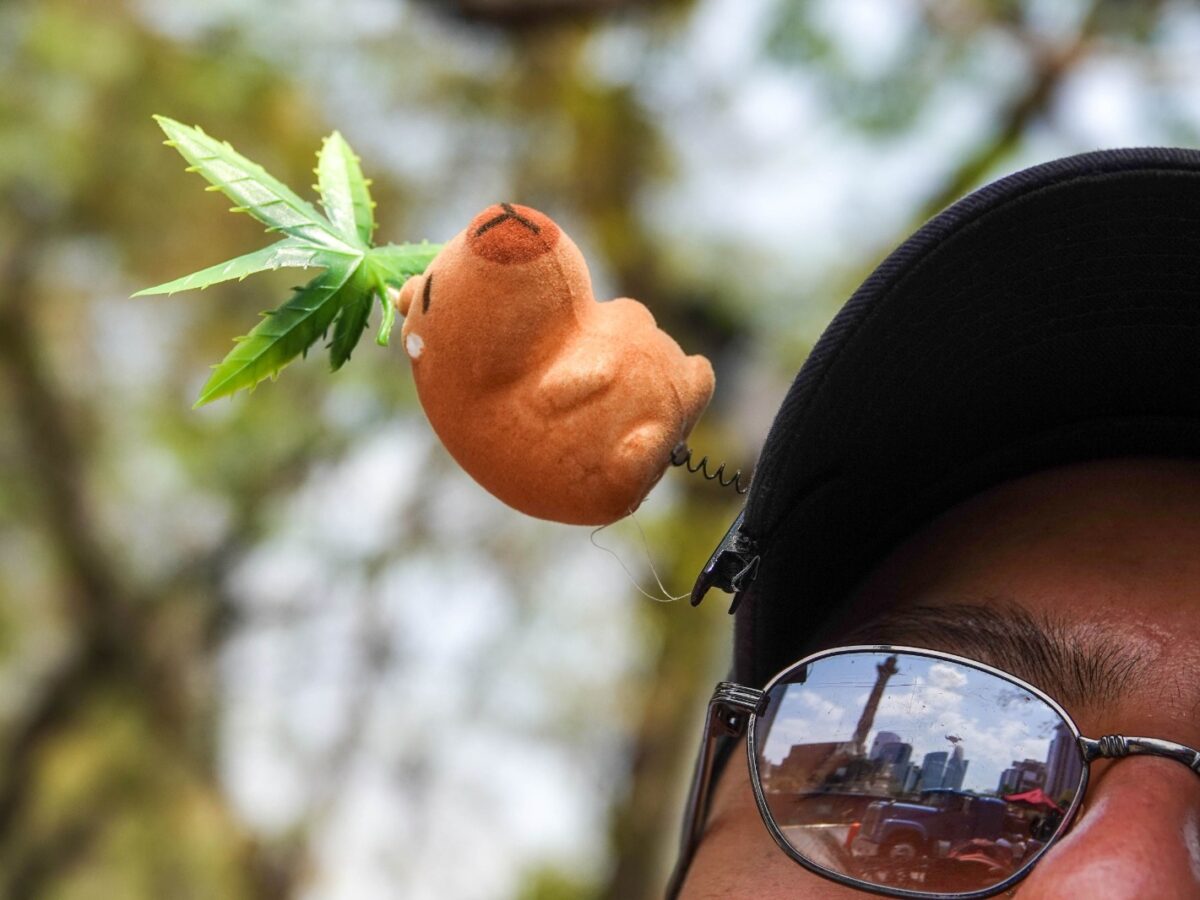 CDMX reubica puntos de tolerancia para marihuana; autoridades y colectivos acuerdan nuevas reglas para conservar estos espacios.