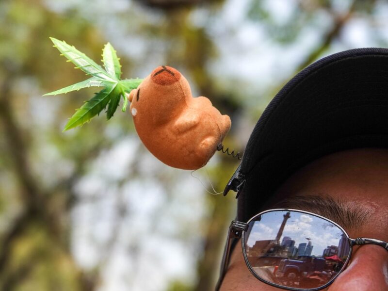 CDMX reubica puntos de tolerancia para marihuana; autoridades y colectivos acuerdan nuevas reglas para conservar estos espacios.