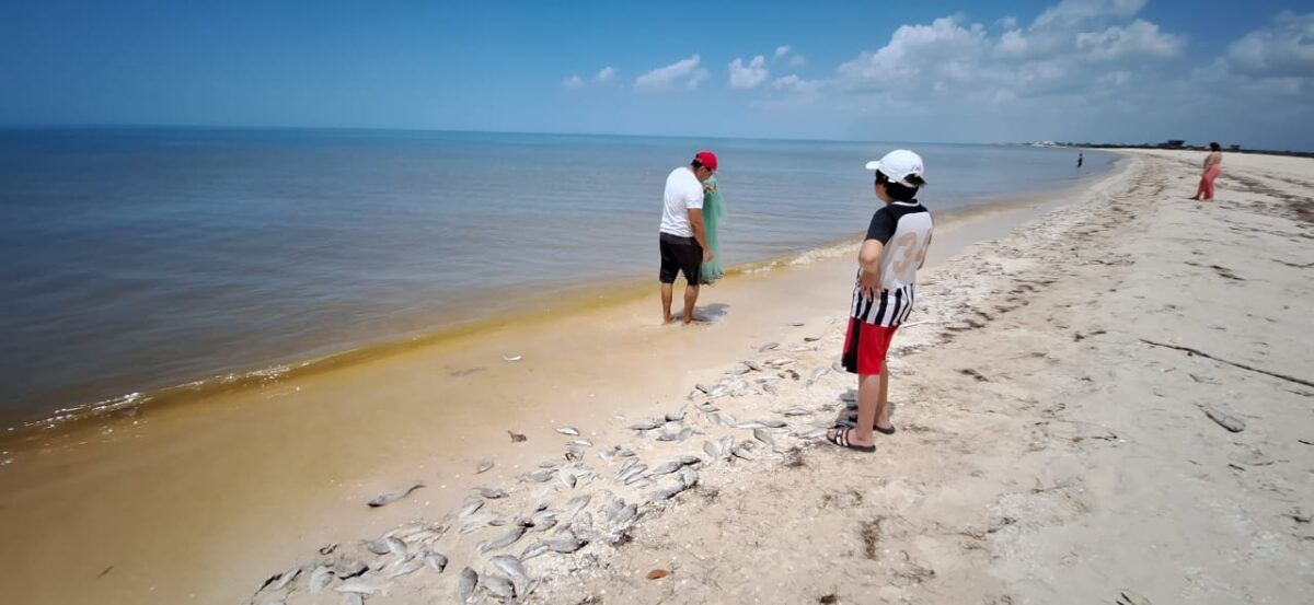 Marea roja en Chuburná Puerto afecta pesca y comercio local; Canaco asegura control en mariscos y llama a evitar consumo de zonas afectadas.