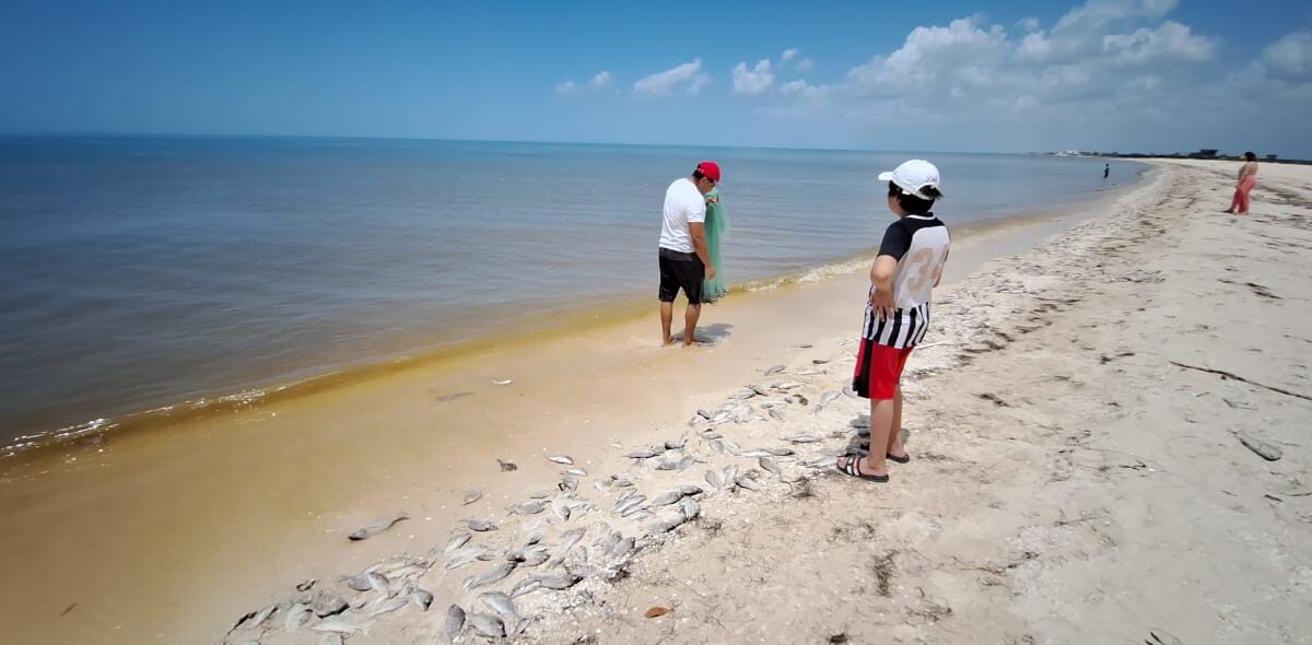 Marea roja en Chuburná Puerto afecta pesca y comercio local; Canaco asegura control en mariscos y llama a evitar consumo de zonas afectadas.