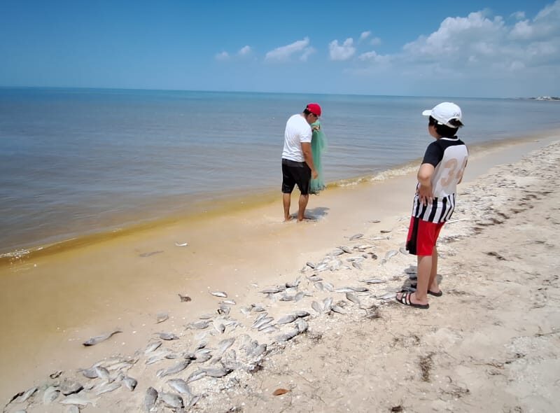 Marea roja en Chuburná Puerto afecta pesca y comercio local; Canaco asegura control en mariscos y llama a evitar consumo de zonas afectadas.