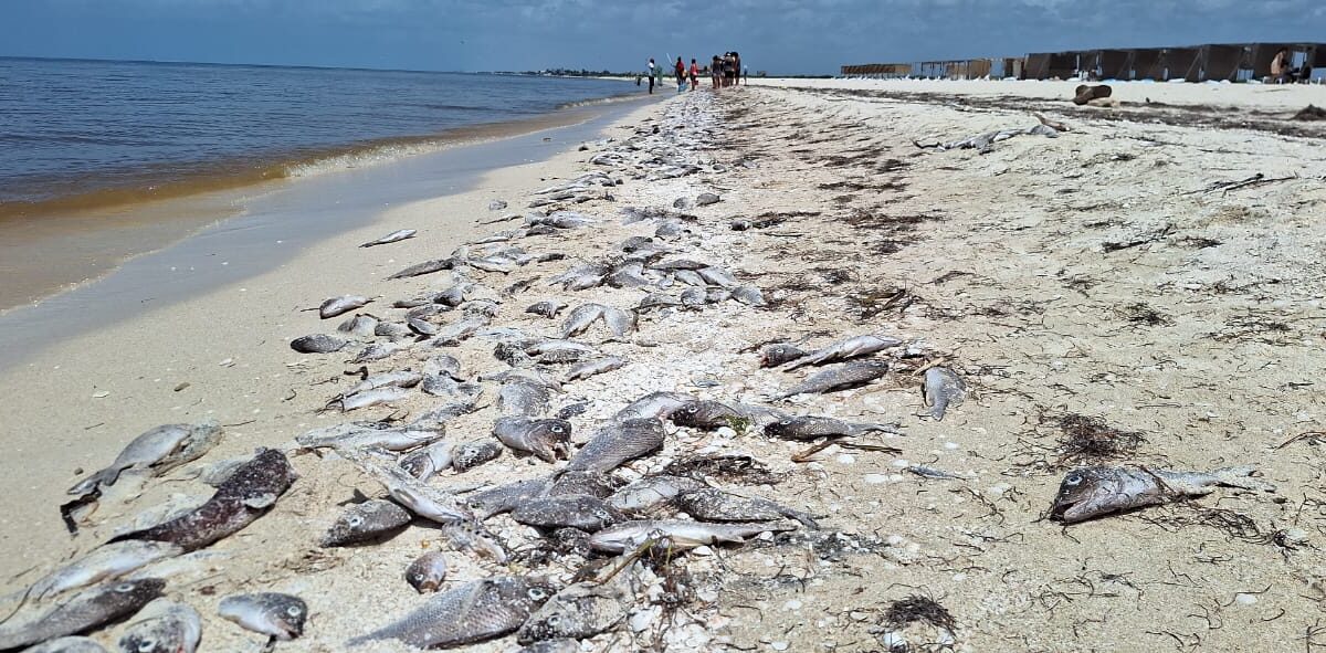 Conoce los riesgos de la marea roja en México, sus síntomas, prevención y dónde reportar para proteger tu salud y el medio ambiente.