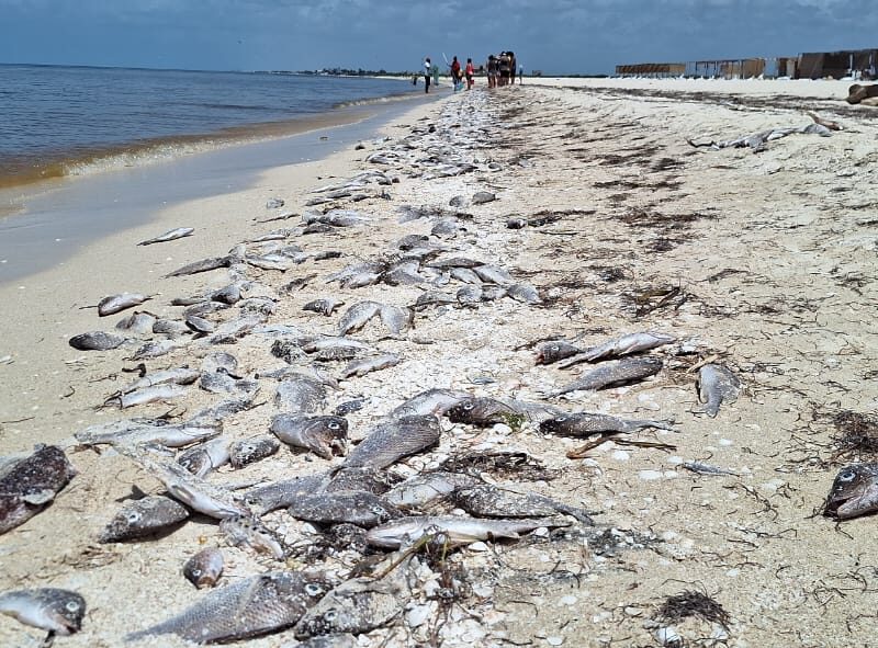 Conoce los riesgos de la marea roja en México, sus síntomas, prevención y dónde reportar para proteger tu salud y el medio ambiente.