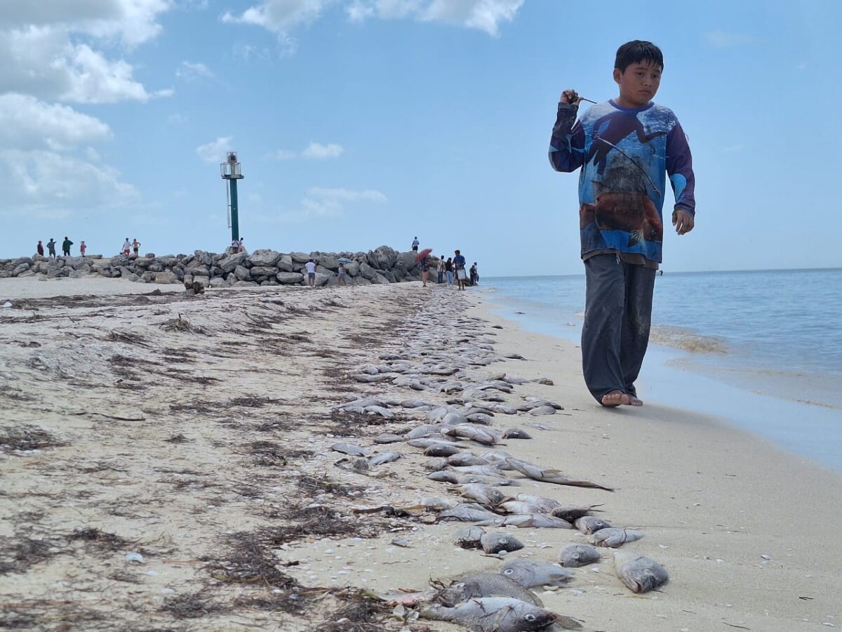 Cientos de especies marinas recalaban en Chuburná Puerto por un Florecimiento Algár Nocivo que amenaza la pesca local.