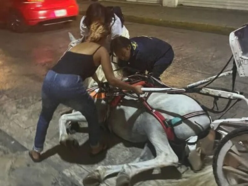 Caballo calesero recibe incapacidad de 10 días tras resbalar en el centro histórico de Mérida; incidente alerta sobre residuos en calles.