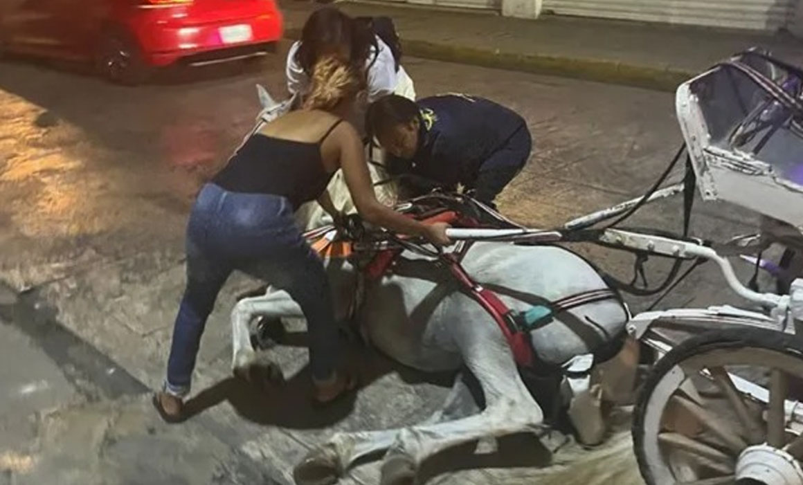 Caballo calesero recibe incapacidad de 10 días tras resbalar en el centro histórico de Mérida; incidente alerta sobre residuos en calles.