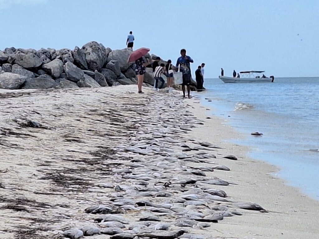Marea roja impacta la pesca ribereña en Yucatán