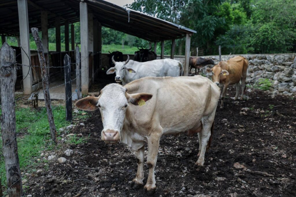 Se intensifica vigilancia por gusano barrenador en Yucatán