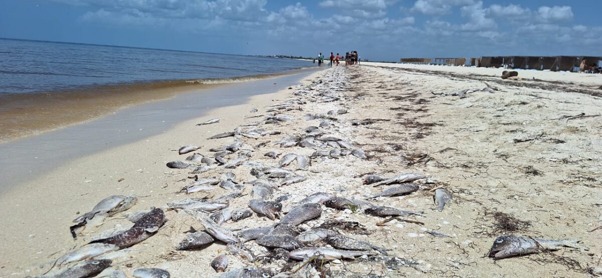 Alerta por Marea Roja en Yucatán: Se declara veda sanitaria de Progreso a Celestún
