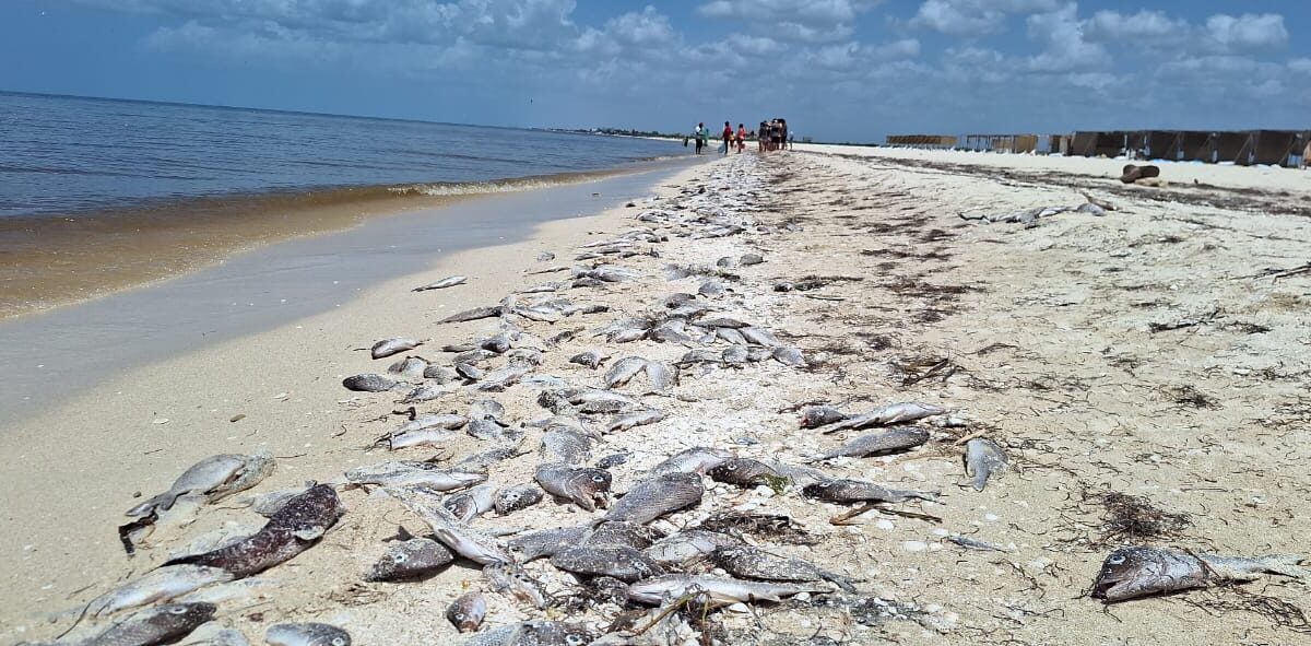 Alerta por Marea Roja en Yucatán: Se declara veda sanitaria de Progreso a Celestún