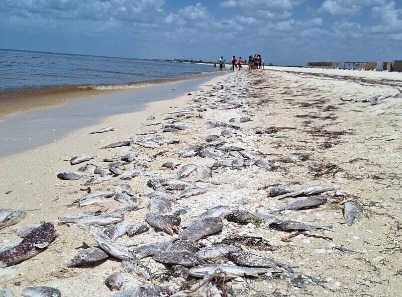 Alerta por Marea Roja en Yucatán: Se declara veda sanitaria de Progreso a Celestún