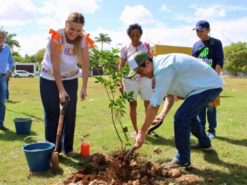 Reforestación en Mérida, ciudad verde: siembran 10 mil árboles y crean corredores verdes