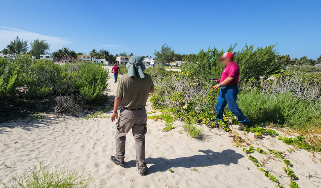 Profepa detecta nuevo desmonte ilegal de vegetación en Sisal; suman más de 37 mil m² afectados por cambios de uso de suelo.
