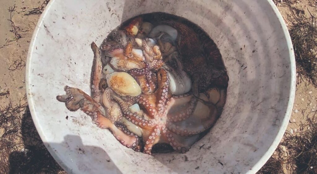 Descarta Canainpesca que recale de pulpo en Progreso tenga relación con marea roja