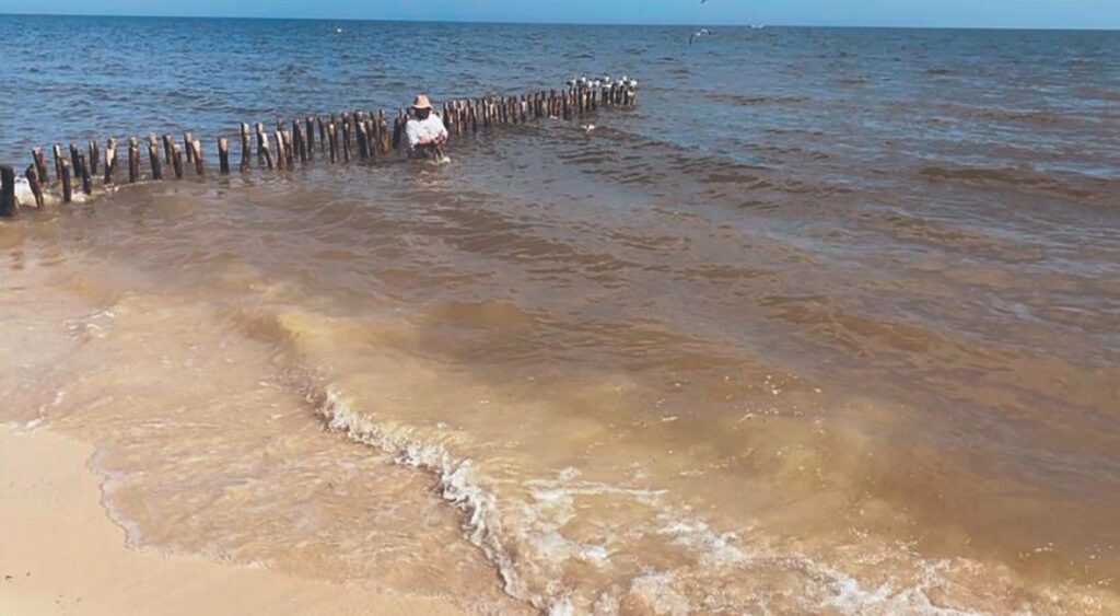 Descarta Canainpesca que recale de pulpo en Progreso tenga relación con marea roja