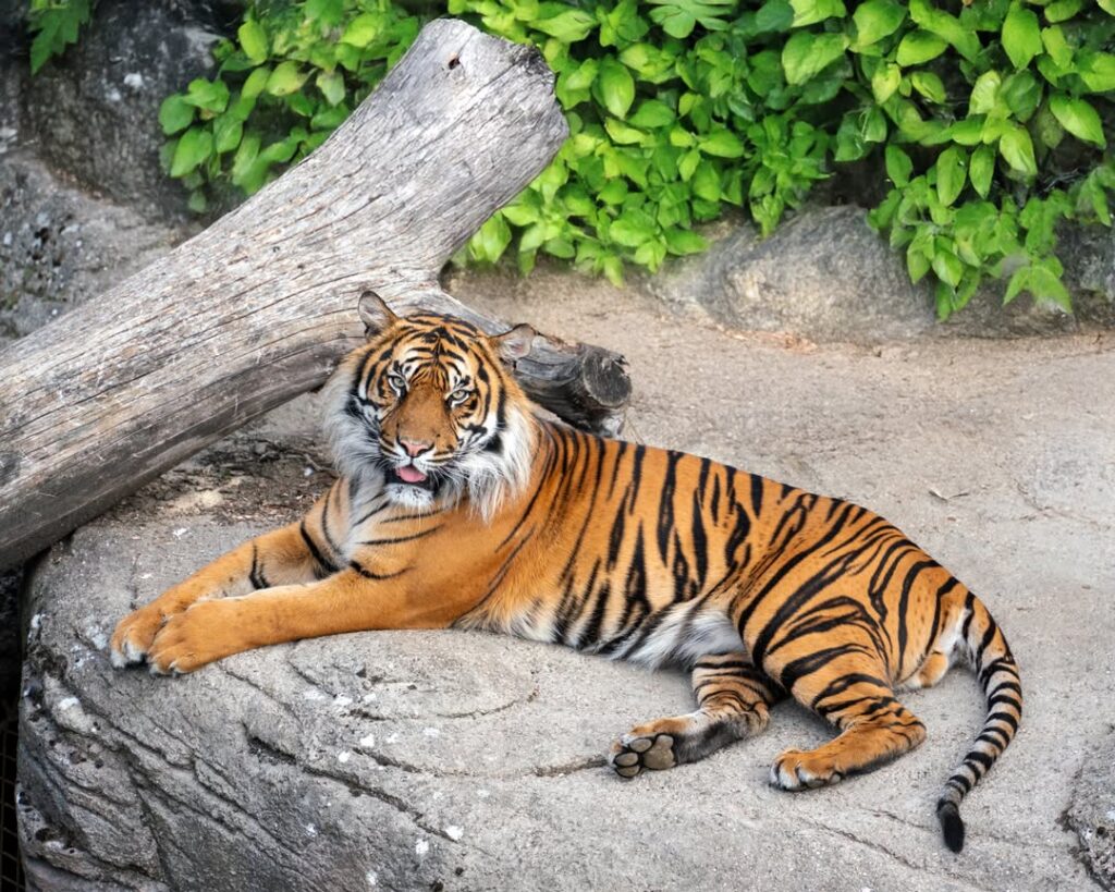 Zoológico pide donen animales vivos para alimentar a sus especies