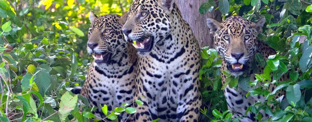 Población de jaguares en México crece 30% según el Censo Nacional 2024