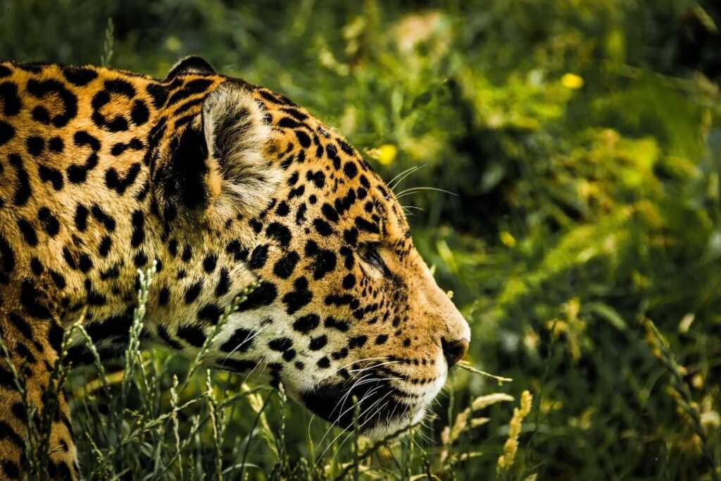 Población de jaguares en México crece 30% según el Censo Nacional 2024