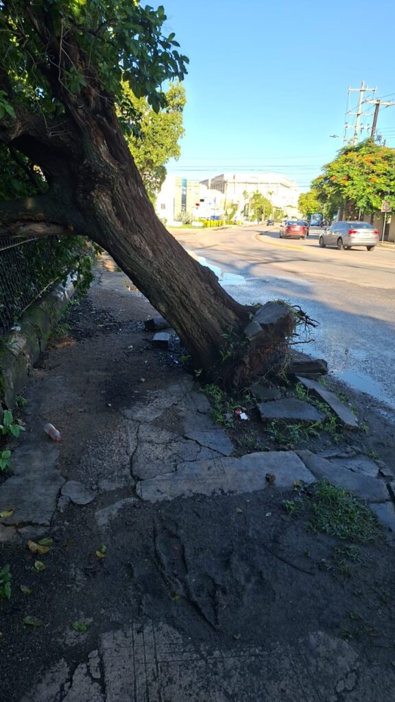 Ante riesgo de caída Ayuntamiento retira árbol en av. Pérez Ponce