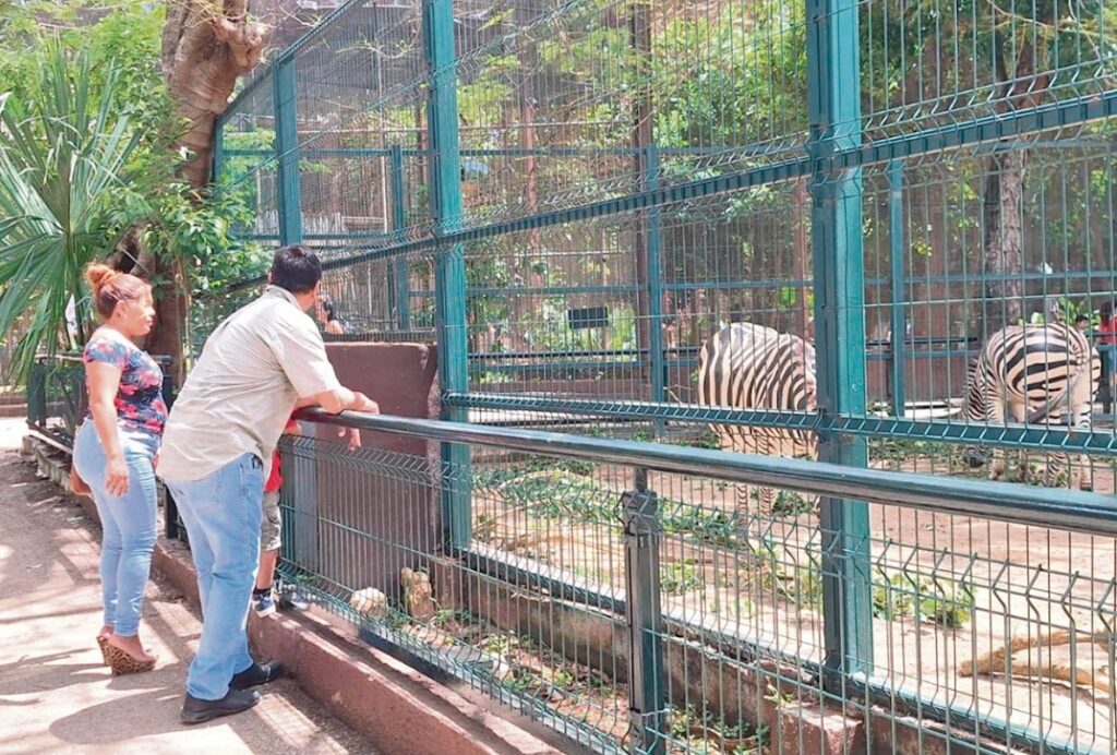 El Zoológico del Centenario cumple 115 años como símbolo de convivencia familiar