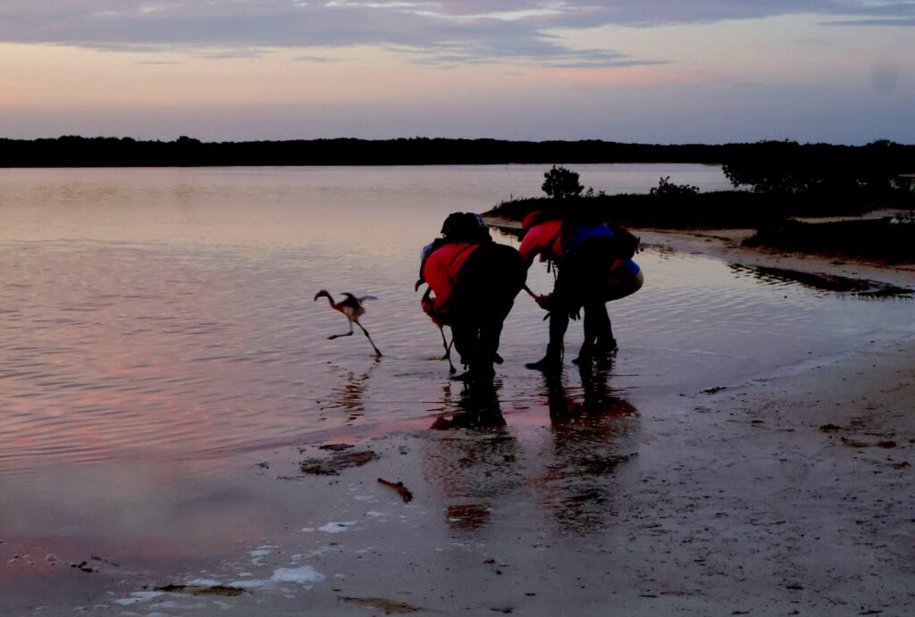 Yucatán participa en el anillamiento de flamencos del Caribe