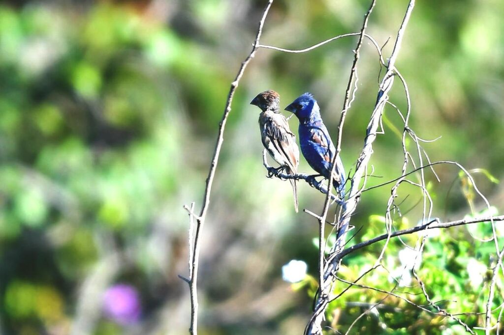Espectáculo único: millones de aves viajan a Yucatán desde Norteamérica