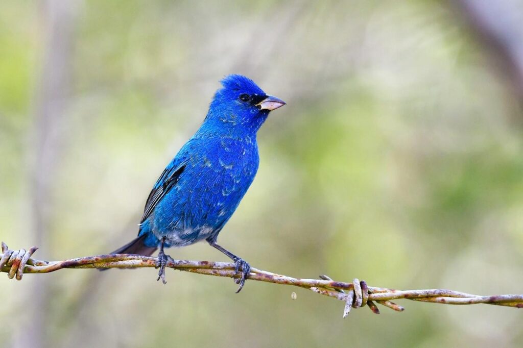 Espectáculo único: millones de aves viajan a Yucatán desde Norteamérica