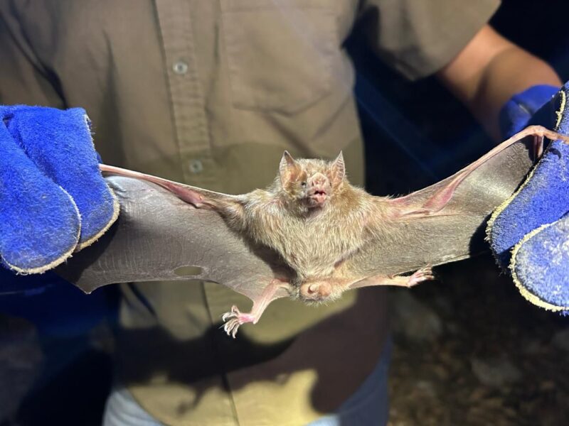 Yucatán refuerza control del murciélago hematófago para proteger al ganado