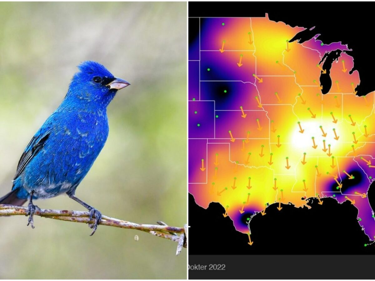 Espectáculo único: millones de aves viajan a Yucatán desde Norteamérica