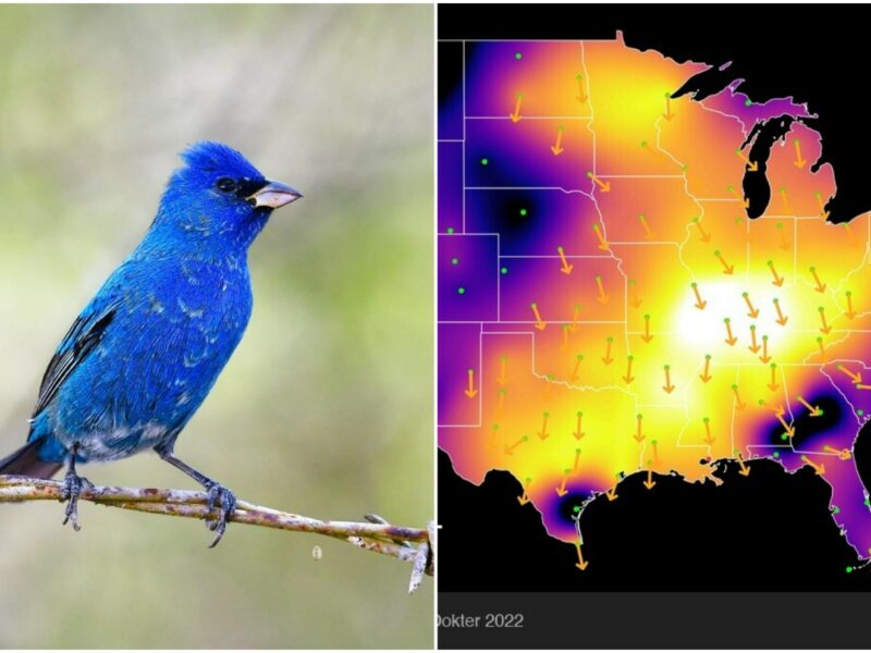 Espectáculo único: millones de aves viajan a Yucatán desde Norteamérica