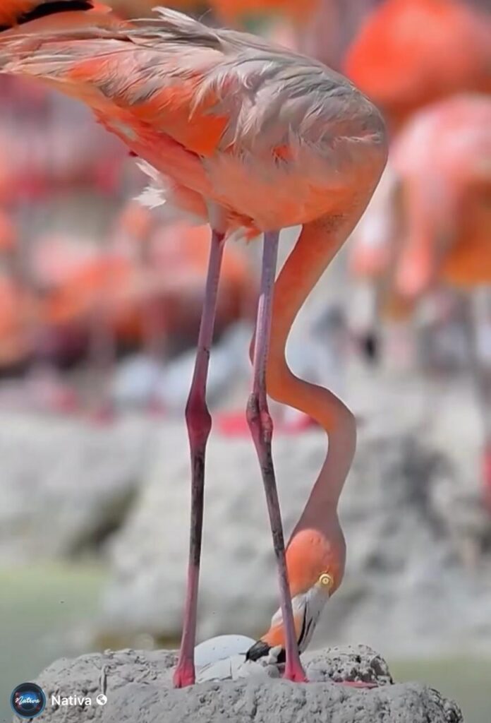 Captan nacimiento de flamenco rosa en Yucatán
