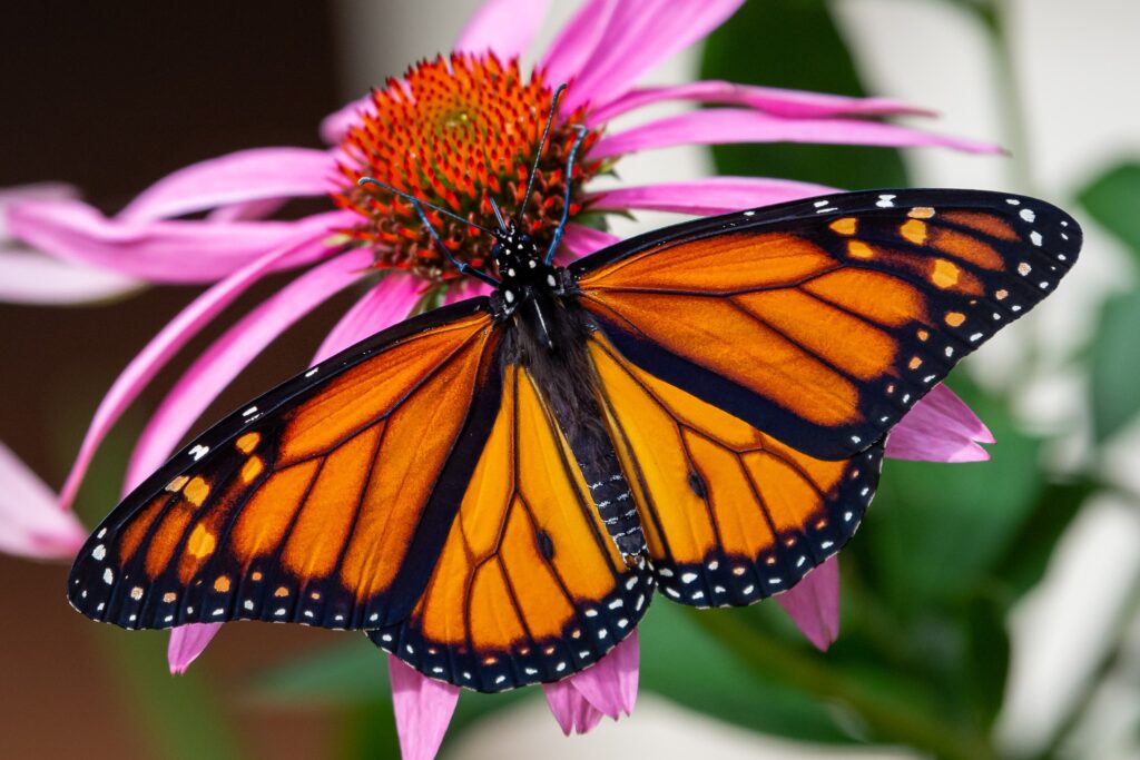 Mariposa monarca MW026 completa ruta y llega a México con transmisor