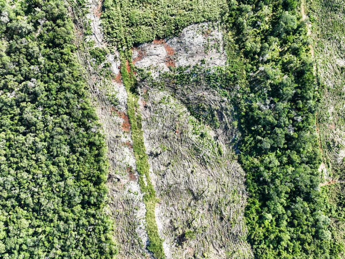 PROFEPA clausura predios por daño ambiental en Campeche