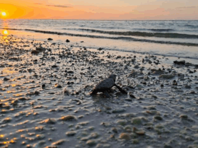 Tortugas son amenazadas por paso de vehículos en playas