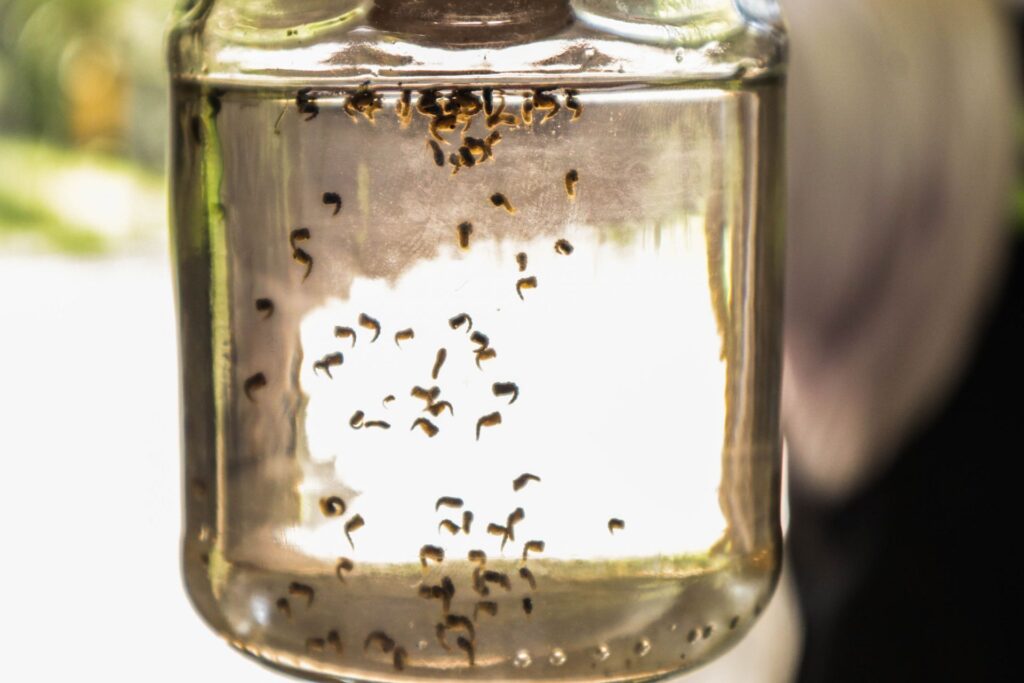 Refuerzan acciones ante presencia de chikungunya en Yucatán