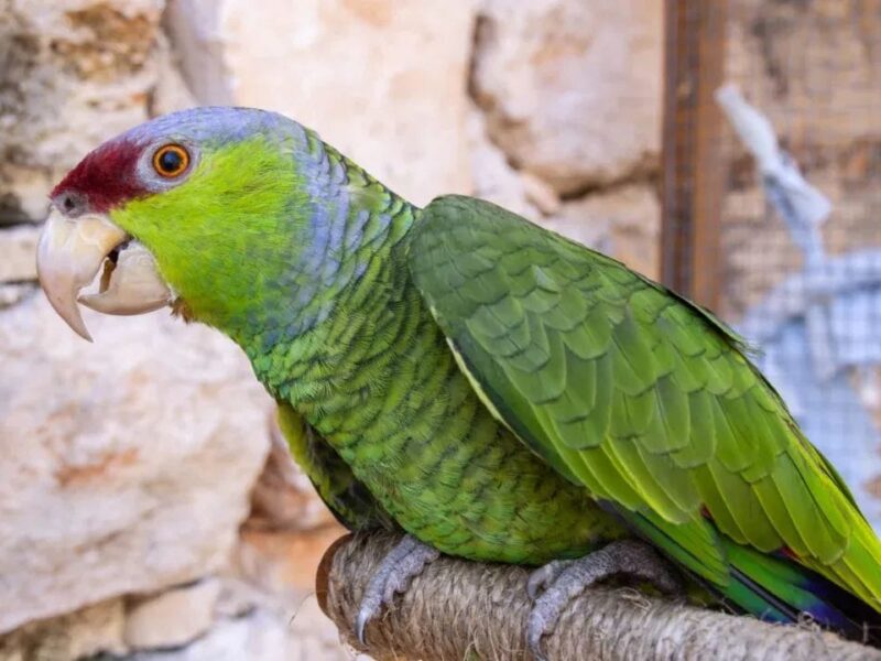 Proyecto Santa María lleva la defensa de los loros a la Expo Mascota Yucatán